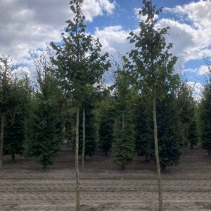 Boom - Tilia cordata oftewel een Winterlinde