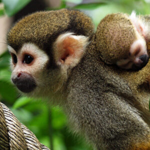 BestZoo - 2 vrijkaartjes